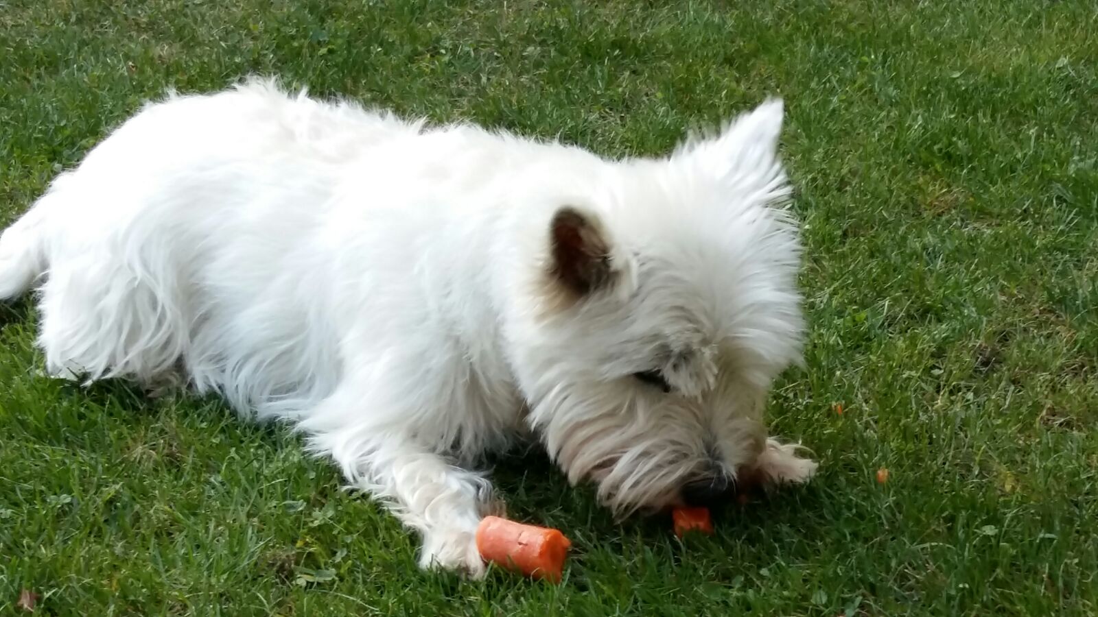 Die schönsten Hundestrände in Katalonien: Costa Brava, Barcelona und Costa Dorada entdecken! 