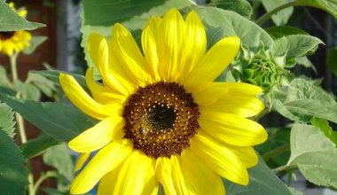 PL 605 Ferienvilla für 6 Personen privater Pool bei Polop, Costa Blanca